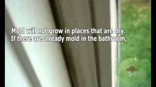 How to Get Rid of Mold in the Bathroom