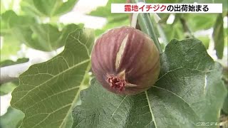 露地物イチジク出荷始まる　育ち甘くておいしい仕上がり (21/07/29 07:43)