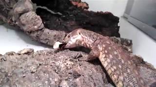 Juvenile Savannah monitor struggles with eating a Dubia roach