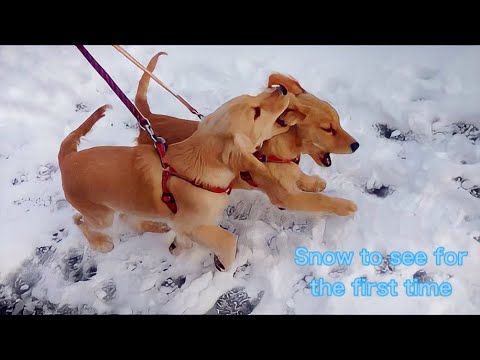 初めての雪にテンション上がって大はしゃぎの子犬の姉妹が可愛すぎる!ゴールデンレトリバーのミックス犬