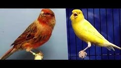 Suara Masteran Kenari Semua Jenis Masteran kenari durasi panjang  - Durasi: 57:24. 