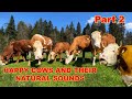 COW MOO Happy Cows On A Farm With Their Natural Sounds Mooing Bellowing Snorting Grunting COW MOO Happy Cows On A Farm With Their Natural Sounds Mooing Bellowing Snorting Grunting