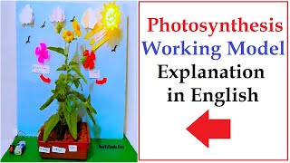 photosynthesis working model explanation in english - simple and easy howtofunda