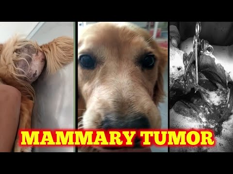 Video: 8 Mga Uri Ng Mga Tumor Sa Aso At Paano Ito Magagamot - Mga Bukol Sa Aso