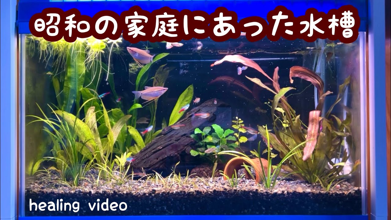 水槽　昭和の水槽 maxresdefault.jpg