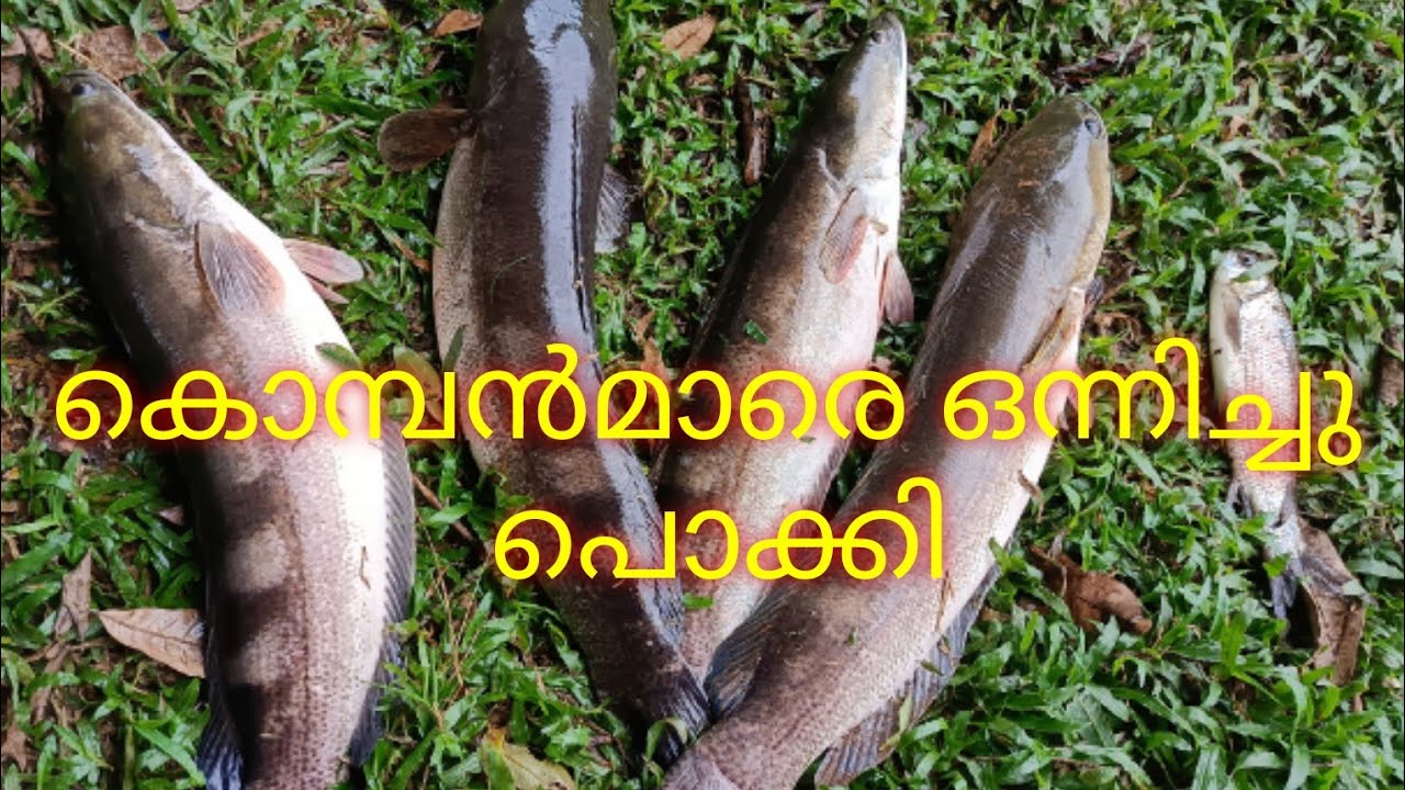 കൊമ്പൻമാരെല്ലാം വലയിൽ #fishing#fishing malayalam#snakeheadfishing - YouTube