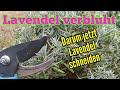 Lavendel verblüht darum jetzt schneiden - Das müsst ihr jetzt für euren Lavendel tun