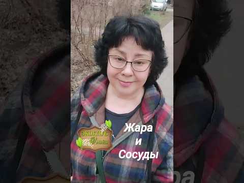 Как сберечь сосуды