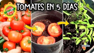 The easiest way Sprout Tomato supermarket in 5 Days || The Huertina De Toni