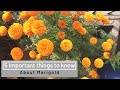 5 most important things to know about marigold | Organic garden | e URBAN ORGANIC GARDEN