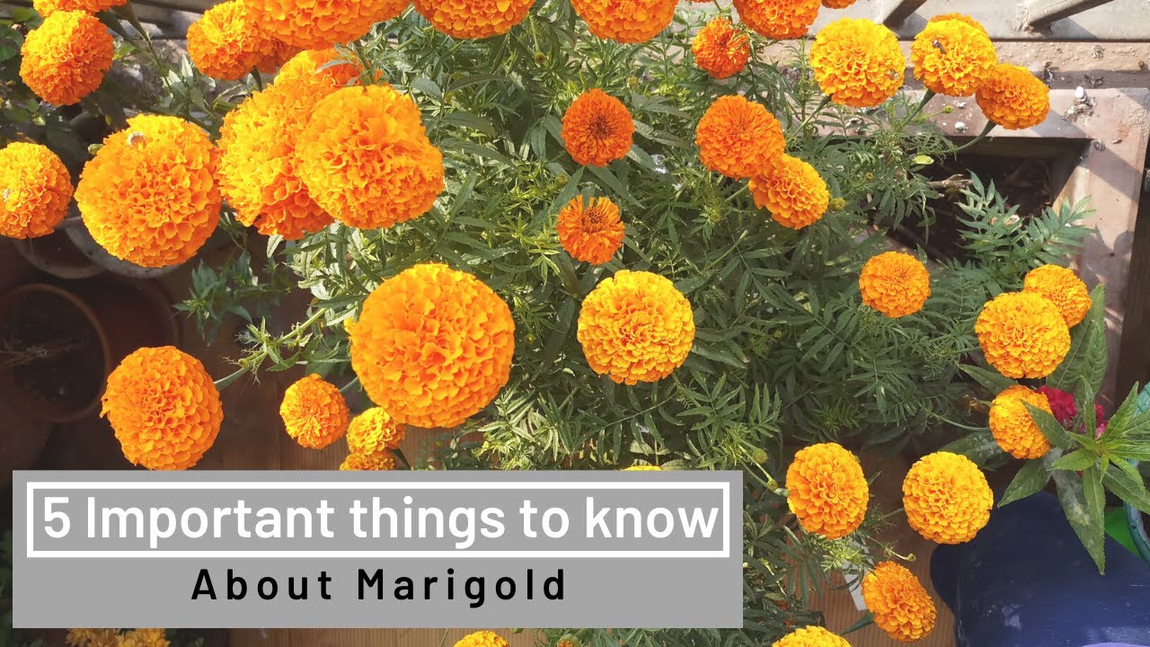 How Much Is A Flat Of Marigolds