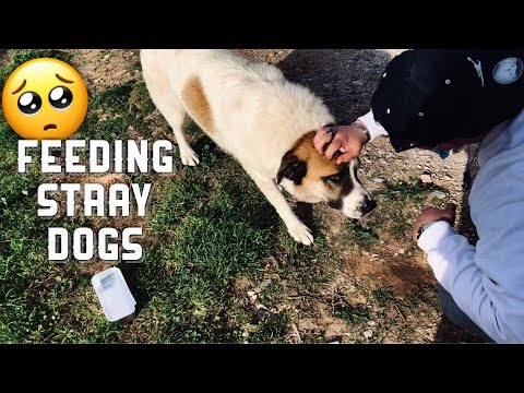 Βίντεο: Πώς να ταΐσετε το σκυλί σας και τι