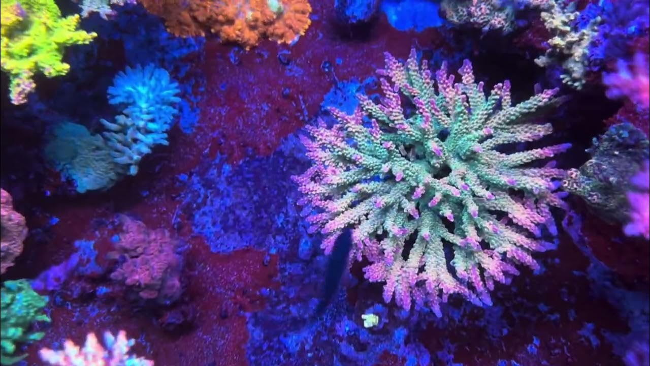 210 CDA acropora tank top down. - YouTube