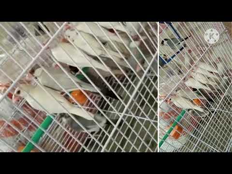 Java sparrow, also known as Java finch, Java rice sparrow or Java rice bird