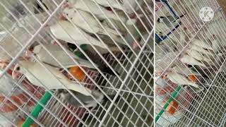 Java sparrow, also known as Java finch, Java rice sparrow or Java rice bird