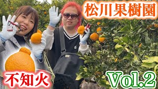 【不知火】松川果樹園 / 熊本県宇城市不知火町 Vol.2