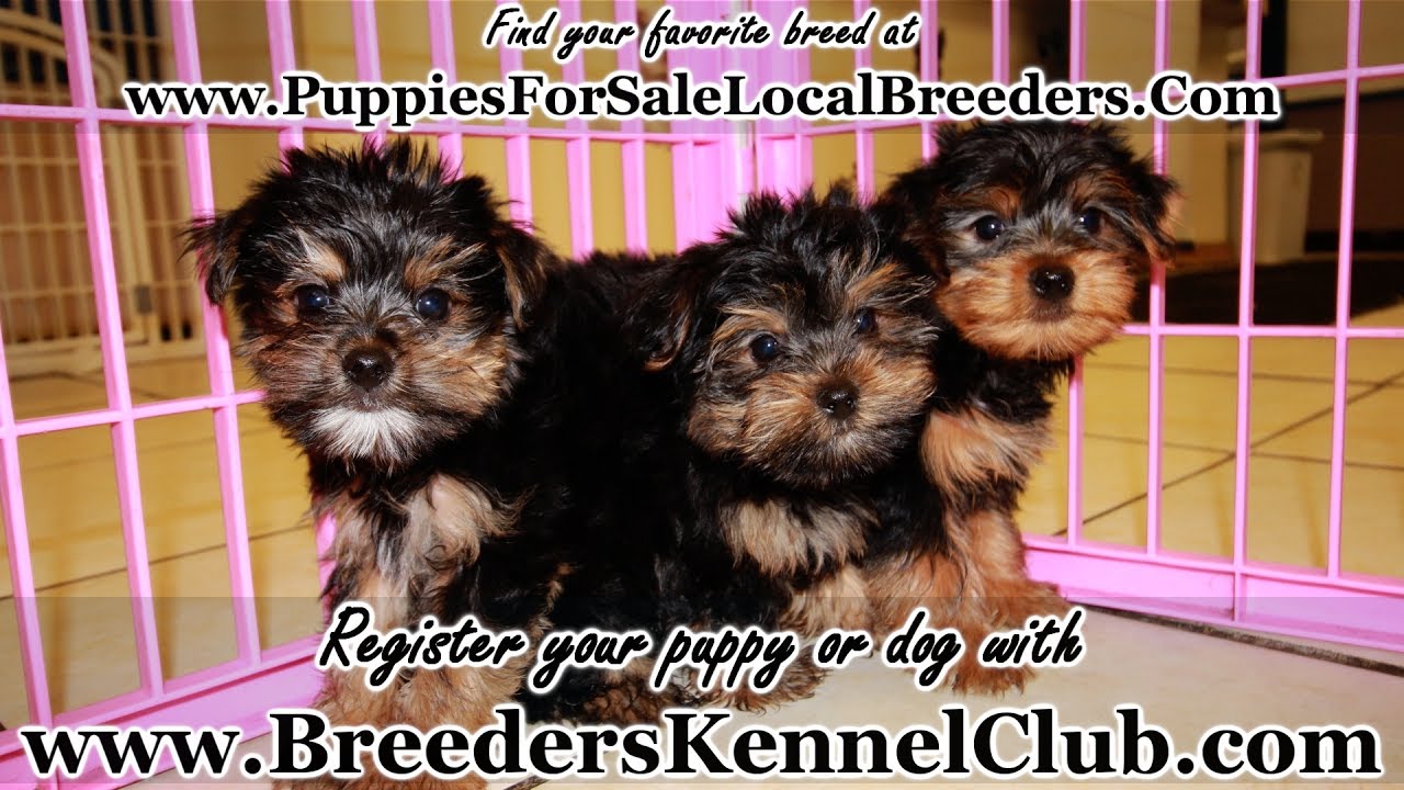 YORKIE POO PUPPIES FOR SALE IN GA, LOCAL BREEDERS YouTube