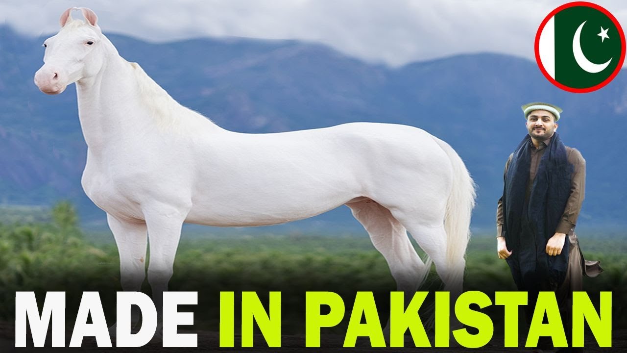 4 RARE Pakistani Origin Horse Breeds You Don't Know About!!