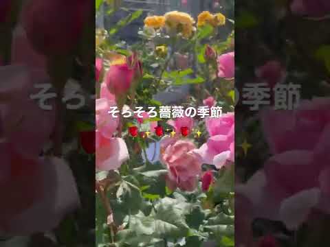 Video: Multiflora-ruusunpoisto - Opi Multiflora-ruusupensaiden hallinnasta
