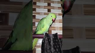 Parrot sound Angry Parrot #parrotlover #birdsounds #greenparrot #bird #like #subscribe #angryparrot
