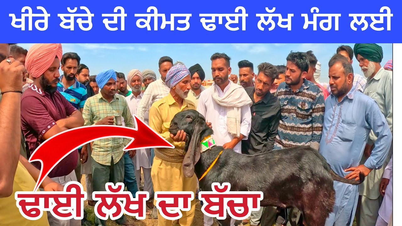 ਢਾਈ ਲੱਖ ਦਾ ਬੱਕਰੀ ਦਾ ਬੱਚਾ ਉਮਰ 10ਮਹੀਨੇ | Jarg Bakri Mela 2024 #punjab #goats​⁠​⁠@iltilanadhuri