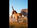 # leopard and zebra fight #animals high quality viral video #