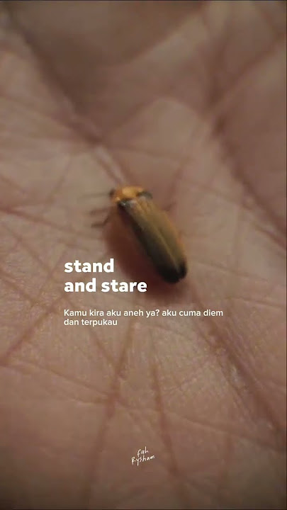 Download lagu Fireflies - Owl City (lirik terjemahan bahasa Indonesia) #shorts #songlyrics