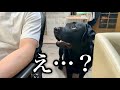 無視してたら、とうとうしゃべり始めた犬。