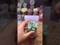 Very Simple How To Growing & repotting Succulent Plants For The Beginners | 多肉植物 | 다육식물 #976