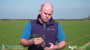 Terrachem CROPS WATCH: John Mulhare on Incite