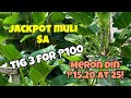 MAGULANTANG JACKPOT MULI TIG 3 FOR ₱100