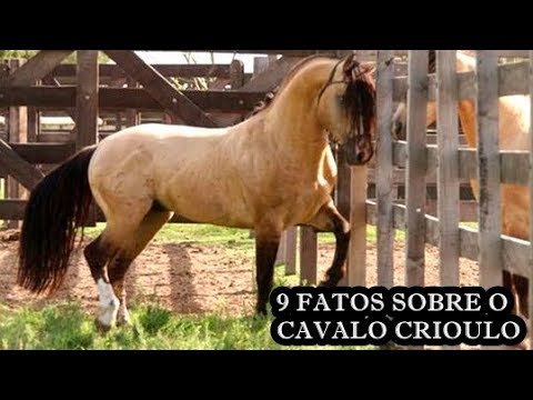 Cavalo Crioulo no Pantanal Matogrossense 