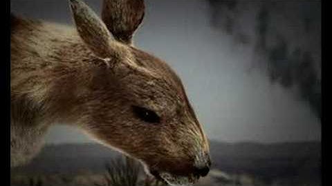 Quercus - Animals (English Version)