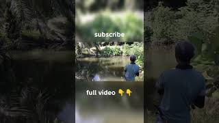 casting ikan gabus #fishing #castingikangabus #gabussuper