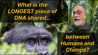 What is the longest match between the human and chimpanzee genomes? @biblicalgenetics8838