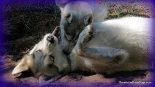 Siberian Husky Play Time! Puppies love to play!