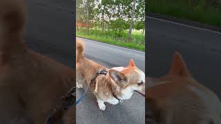 Wschód słońca z pieskami #psy #corgi #welshcorgi #szort #cute #wschódsłońca #youtubeshorts