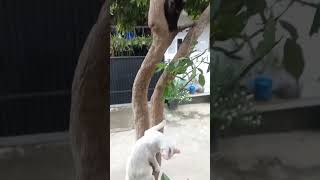 Download Lagu kucing turun dari pohon #kucing #kucingimut #kucinglucu #kucingkampung #kucingpintar MP3