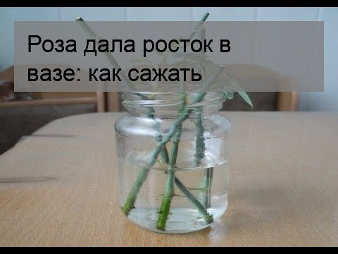 Розы в вазе дали отростки