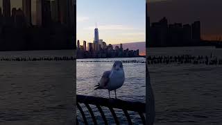 A lonely bird ~~~ Hudson and NYC in background