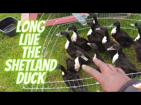 Rehoming ducks / Midges and checking out the Shetland ducks new home #backyardducks #ducks #love