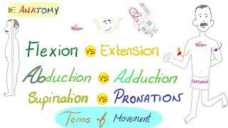Movement (Flexion, Extension, Abduction, Adduction, Circumduction, Rotation, Pronation, Supination)
