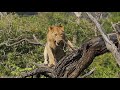 Lions Climbing Trees It&#39;s Harder Than You Think | Kruger Park Sightings