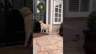 Dog Rings The Neighbors Doorbell Every Day And The Internet Loves It