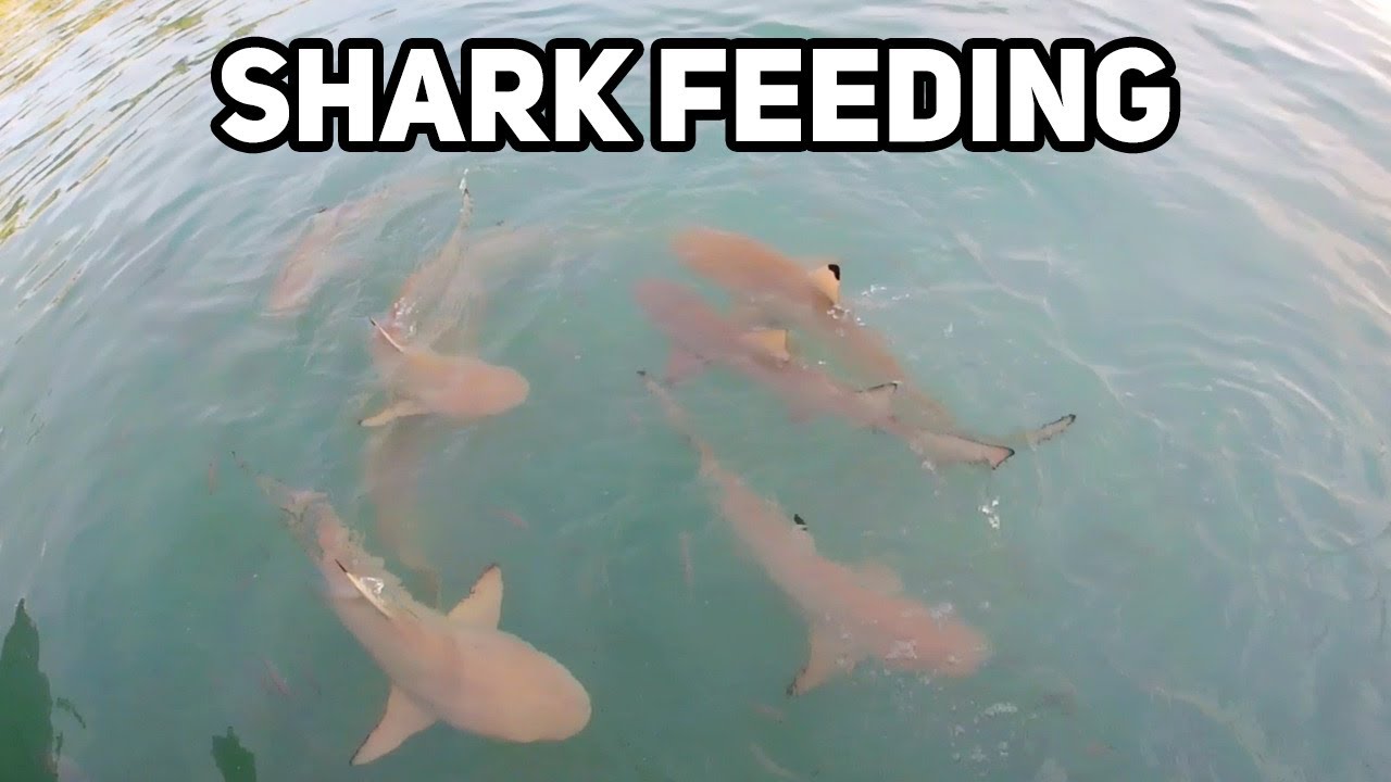 Shark Feeding in Addu Atoll