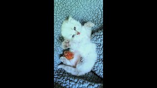 😍😍 Sooooo CUTE Kitten,  20 days old 😍😍 #toocute #kitten #babykitten by Charis / Nevaland Siberians 553 views 4 months ago 2 minutes, 39 seconds