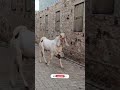 #cute baby goat #animalslover #cute #goatslover #shortvideo #shorts #tranding