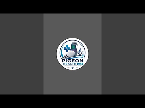 Pigeon Health Lab is live!