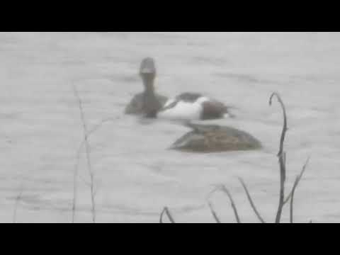 وصول انواع جديدة من البط المهاجر مع وصول منخفض التنين مع جمال العمواسي