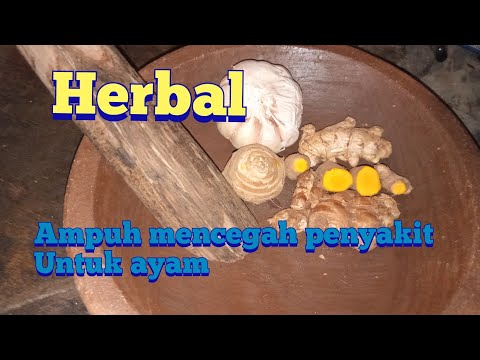 Obat Herbal Untuk Ayam Petelur